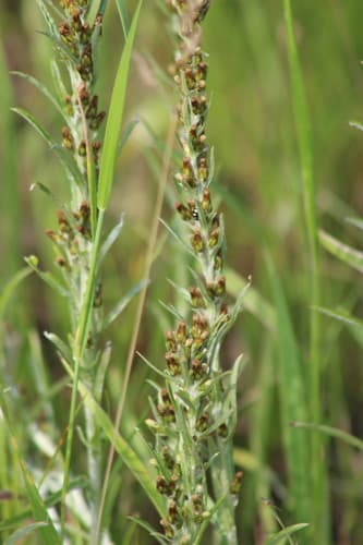 Woodland Cudweed Bonsai Specimen