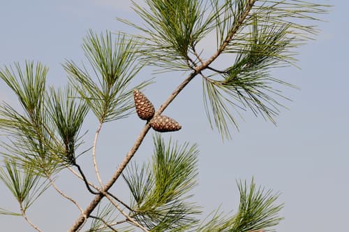 Turkish Pine Bonsai