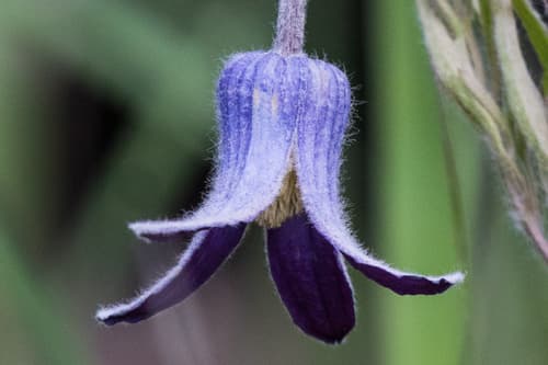Hairy Clematis Bonsai