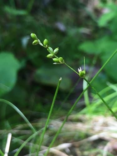 Two-seeded Sedge