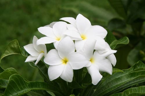 Hammerleaf Frangipani
