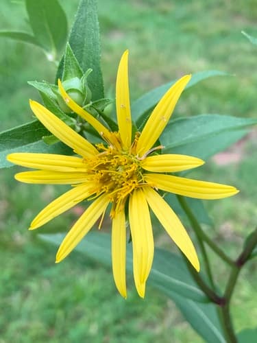 Starry Rosinweed Flower