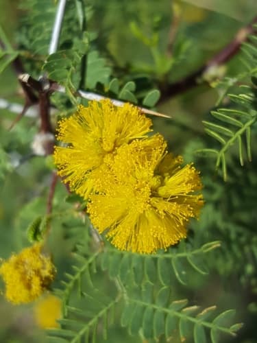 Whitethorn Acacia Bonsai