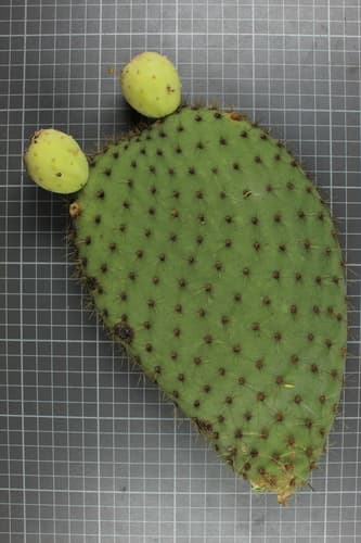Arborescent Pricklypear Bonsai