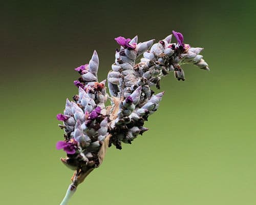 Powdery Thalia Bonsai