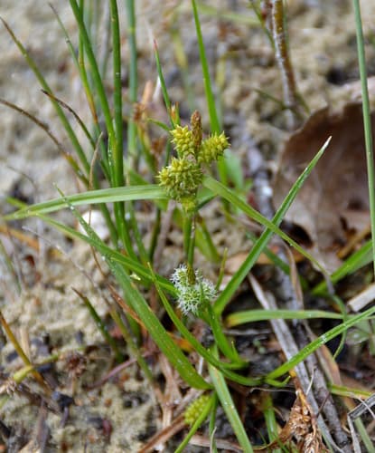 little green sedge