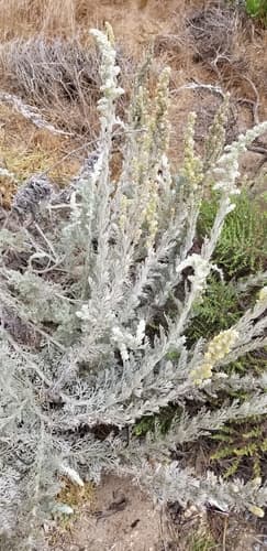 Coastal Sagewort