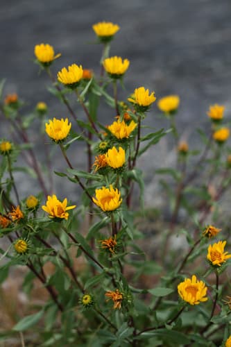 Puget sound gumweed
