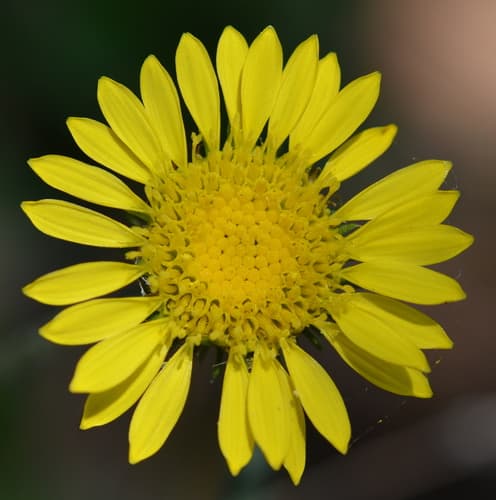 Hairy Gumweed