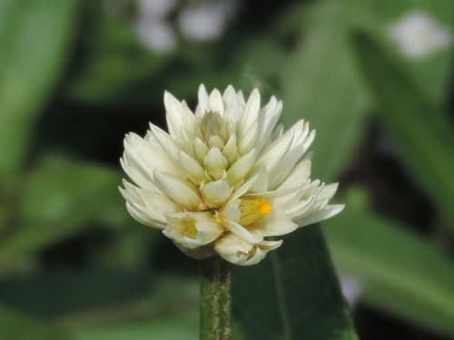 Alligatorweed Flower