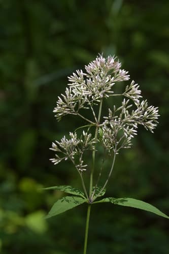 sweet Joe-Pye-weed