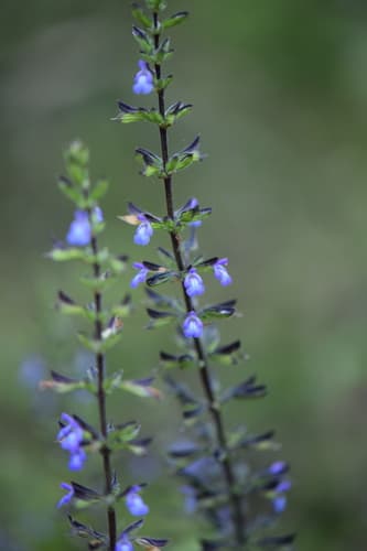 Lindenleaf Sage