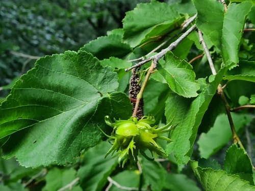 Turkish Hazel Bonsai