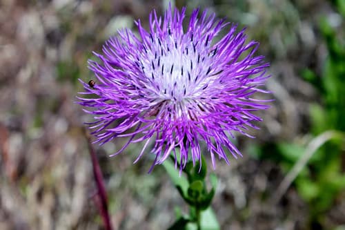 American Basketflower