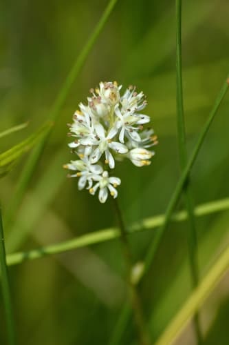 Sticky False Asphodel Bonsai
