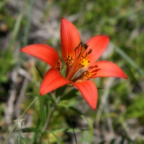 Wood Lily