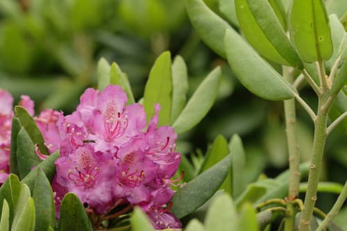 Catawba Rhododendron Bonsai