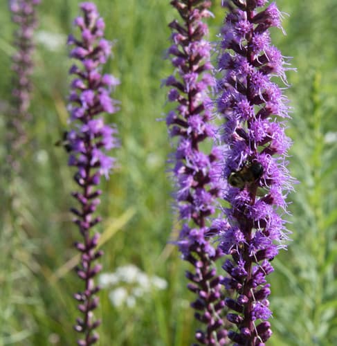 Dense Blazing Star