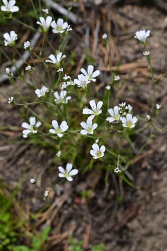 Fescue Sandwort Bonsai