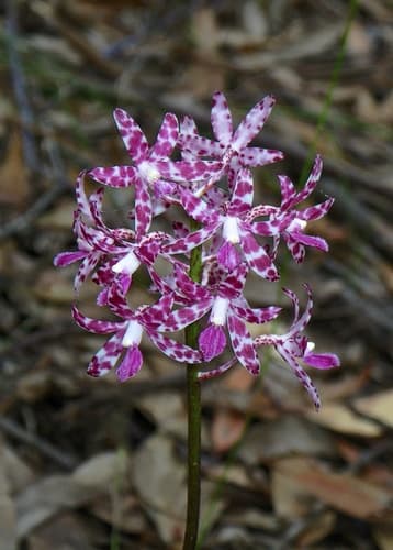 Slender Hyacinth-Orchid