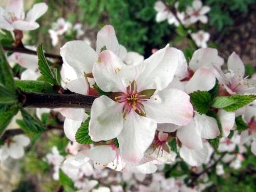 Nanking Cherry Bonsai