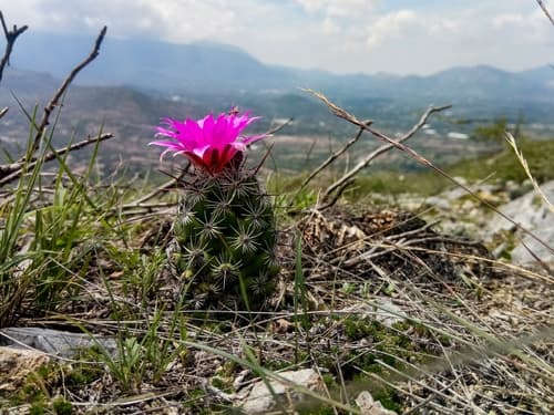 Chihuahuan Beehive Cactus Bonsai