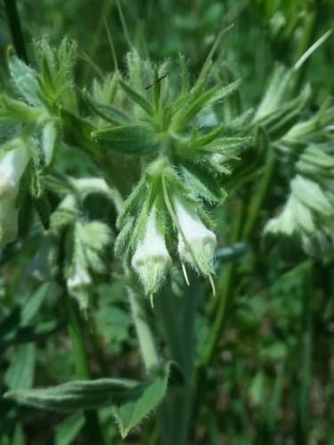 Western False Gromwell