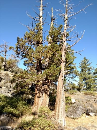 Sierra Juniper