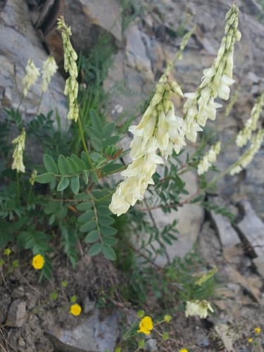 Yellow Sweet-vetch Bonsai