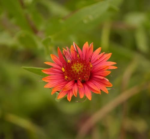 Maroon Blanketflower