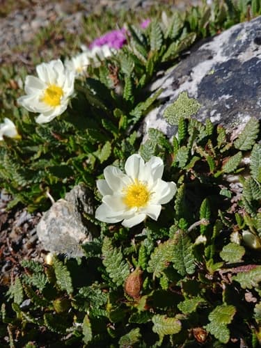 Hooker's Mountain-Avens