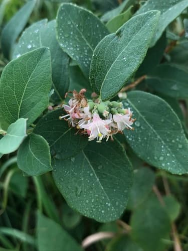 Western Snowberry
