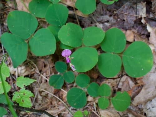 Round-leaved Trailing Tick-trefoil Bonsai