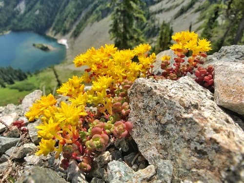 Pacific stonecrop