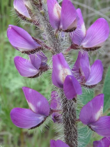 Stinging Lupine