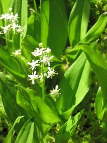 three-leaved false Solomon’s seal