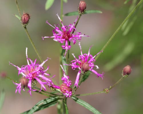 Narrow Leaf Ironweed