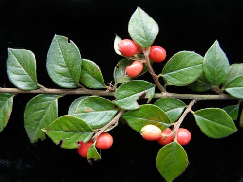 Himalayan Cotoneaster Bonsai