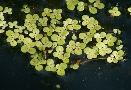 greater duckweed