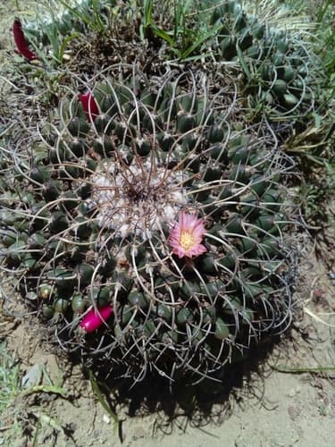 Mexican Pincushion Cactus Bonsai