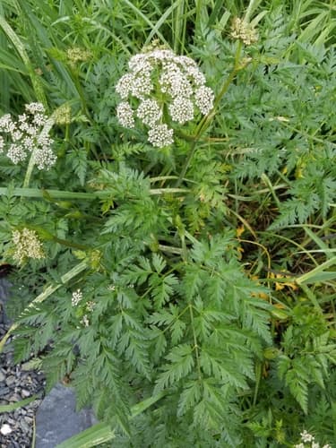 Western Hemlock-parsley