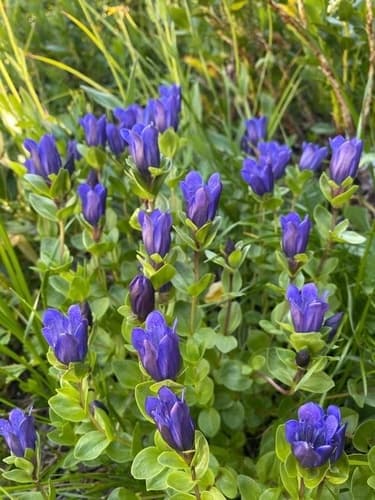 Mountain Bog Gentian