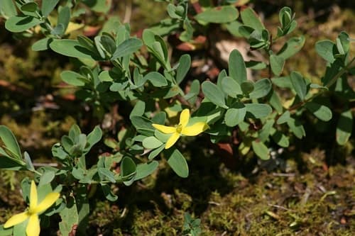 Low St. John's Wort