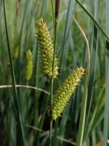 Beaked Sedge