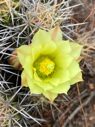 Echinocereus maritimus