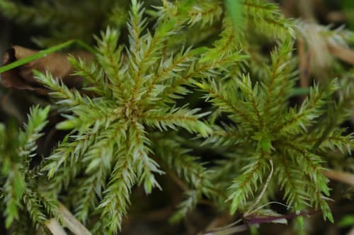 Tree Climacium Moss