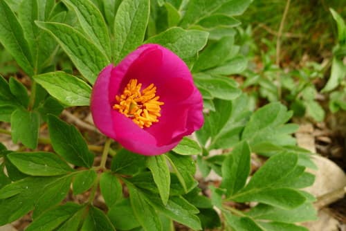 Common Peony