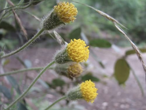 Rayless Arnica Bonsai