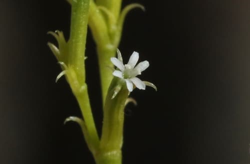 Brittle Spineflower