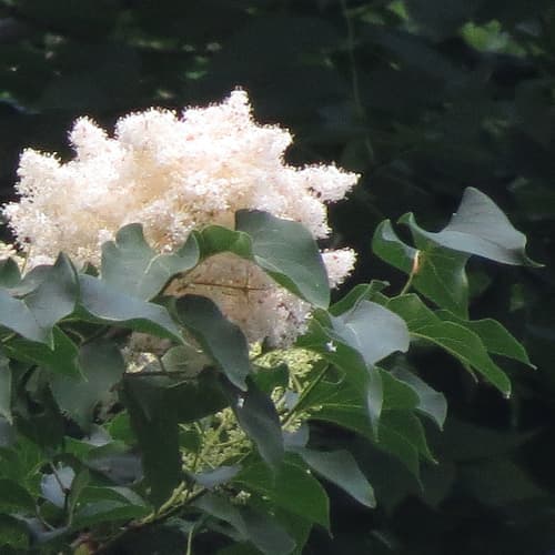 Japanese Tree Lilac